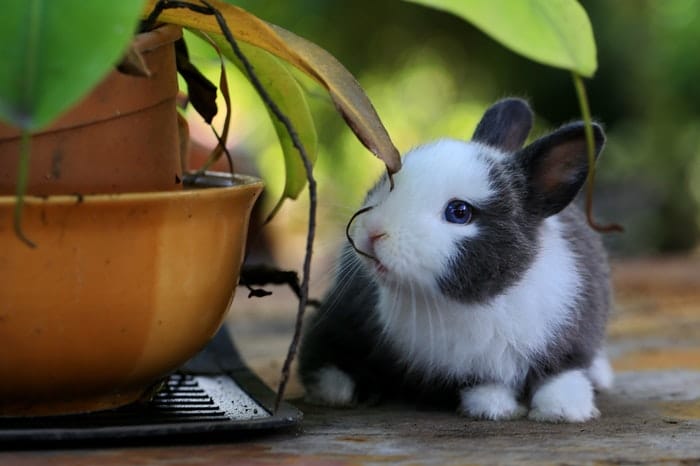 baby bunny